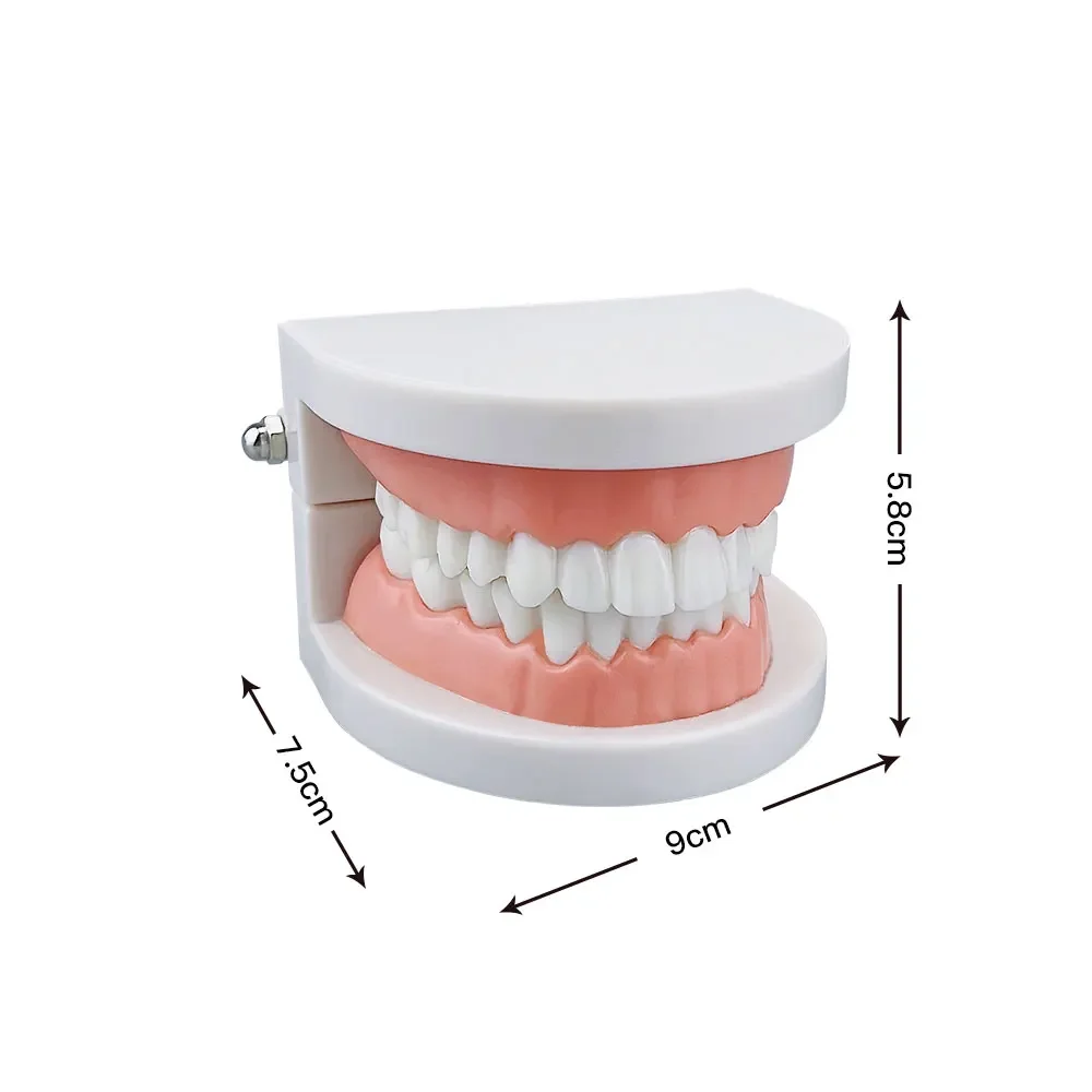 1pcs Cheap Standard Dental Model Teeth Teaching Model Plastic Teeth Model For Dentist Dental Students Studying Education Display 2