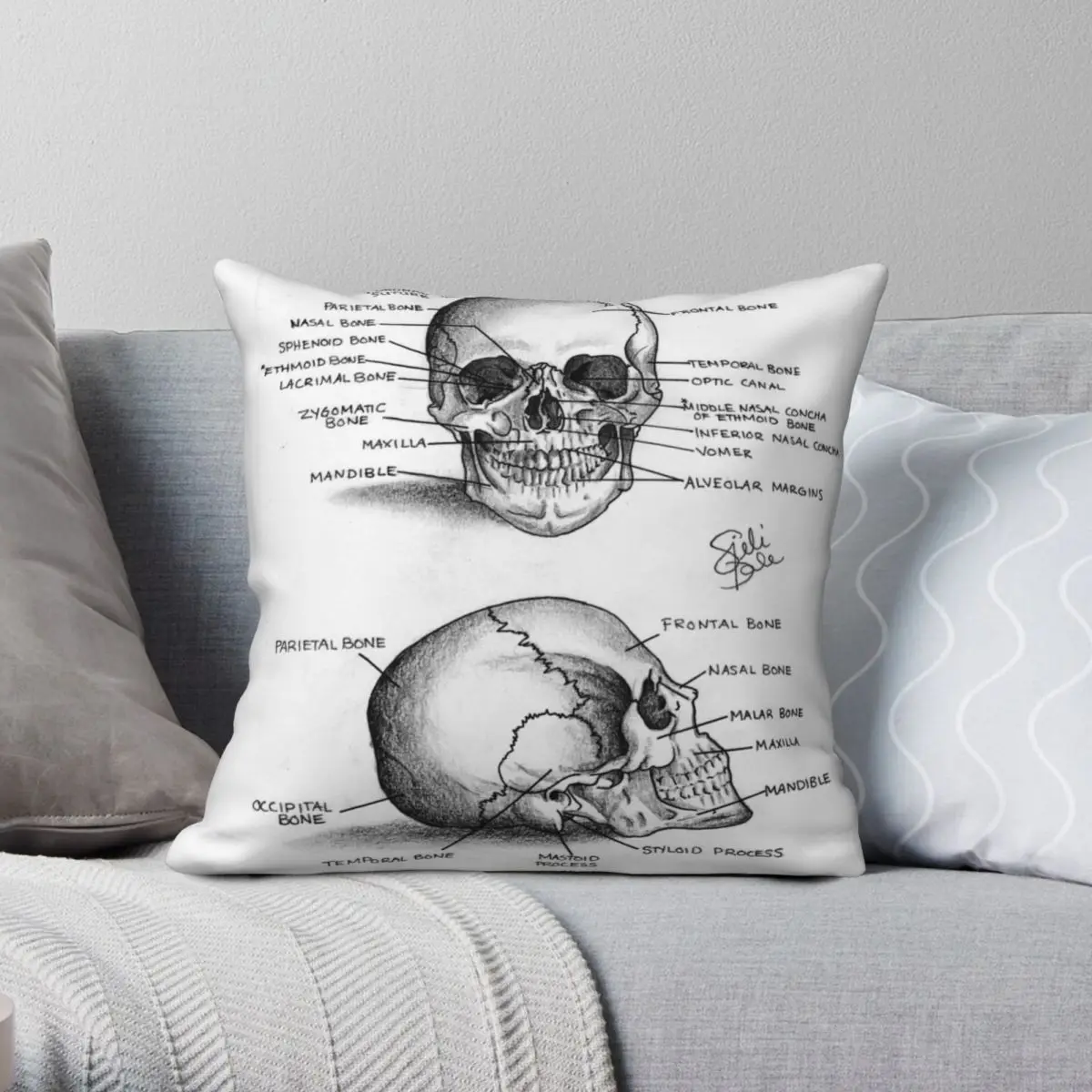 

Anatomy Of A Human Skull Pillowcase Polyester Linen Velvet Printed Zip Decor Throw Pillow Case Sofa Seater Cushion Cover