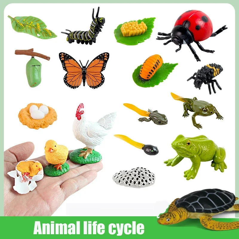 Animal Life Cycle Board Children Toys Montessori Teaching Aids Plant Animal Growth Cycle Model Set preschool cognitive Toys 3