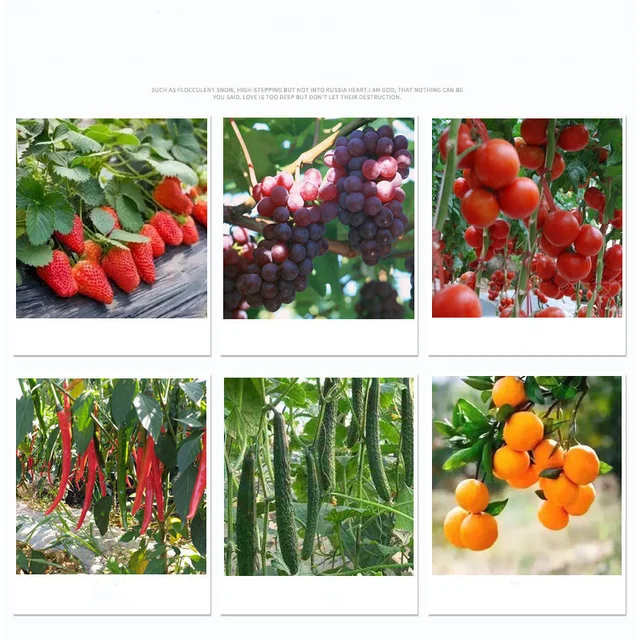 Zöldségfélék -Szedő Szőlőbab Szedés Szerszám Metsző - Image 5