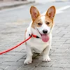 Dog Collar P Chain for Dog Walking Adjustable Dogs Collar P Rope Pet Collars Nylon Dogs Harness Puppy Training Rope Pet Supplies 3