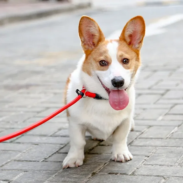 Dog Collar P Chain for Dog Walking Adjustable Dogs Collar P Rope Pet Collars Nylon Dogs Harness Puppy Training Rope Pet Supplies 3