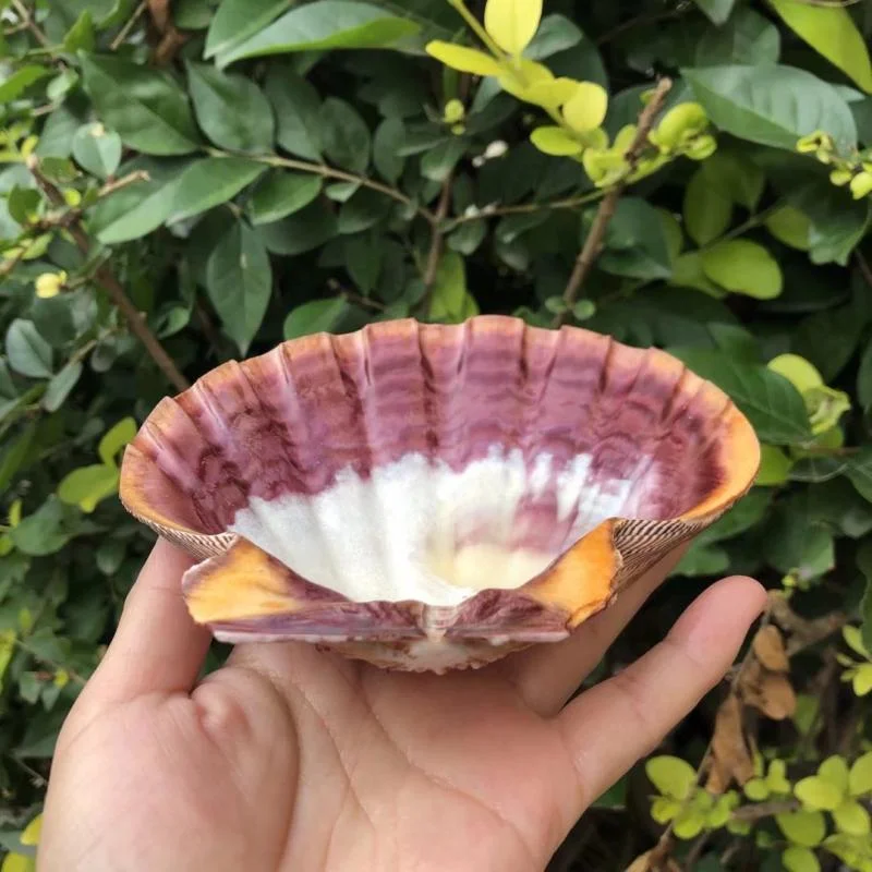 Natural Conch Lion Claw Shell for Fish Tank Decorations Aquarium Landscaping Mediterranean Style Ornaments