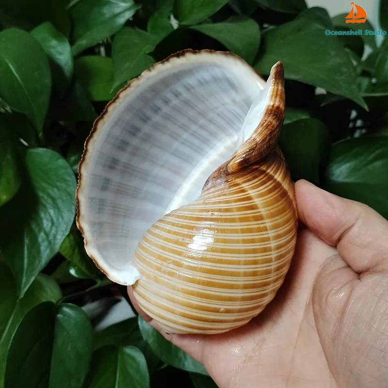 12-14CM Large Giant Tun Shell Maroon Tonna Galea Conch for For Collection Wedding Decorations, Fish Tank Party and Table Decor