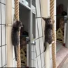 Cat climbing rope with hook ceiling wall mounted kitten scratching post climbing rope toy, suitable for indoor and outdoor cats 2