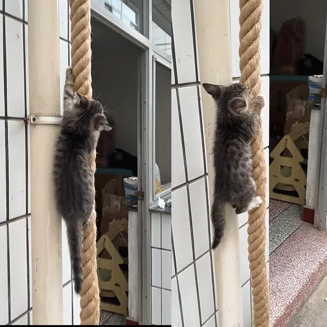 Cat climbing rope with hook ceiling wall mounted kitten scratching post climbing rope toy, suitable for indoor and outdoor cats 2