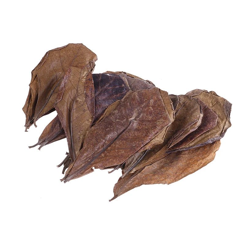 Natural Leaves 20pcs Natural Leaves Almond Tree Indian Almond Tree Olive Leaf For Aquarium Water To Balance PH Acidity