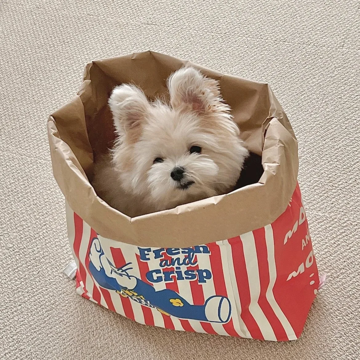 Tunnel Bag for Pets, Play Tube, Kitty Training, Interactive Playing Fun  Toy, Dangling Mouse, Crinkle Sounds, Tunnel with Ball - AliExpress