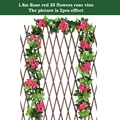 33  rose red