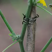 Binding Wire for Floristry Flower Arranging length 2