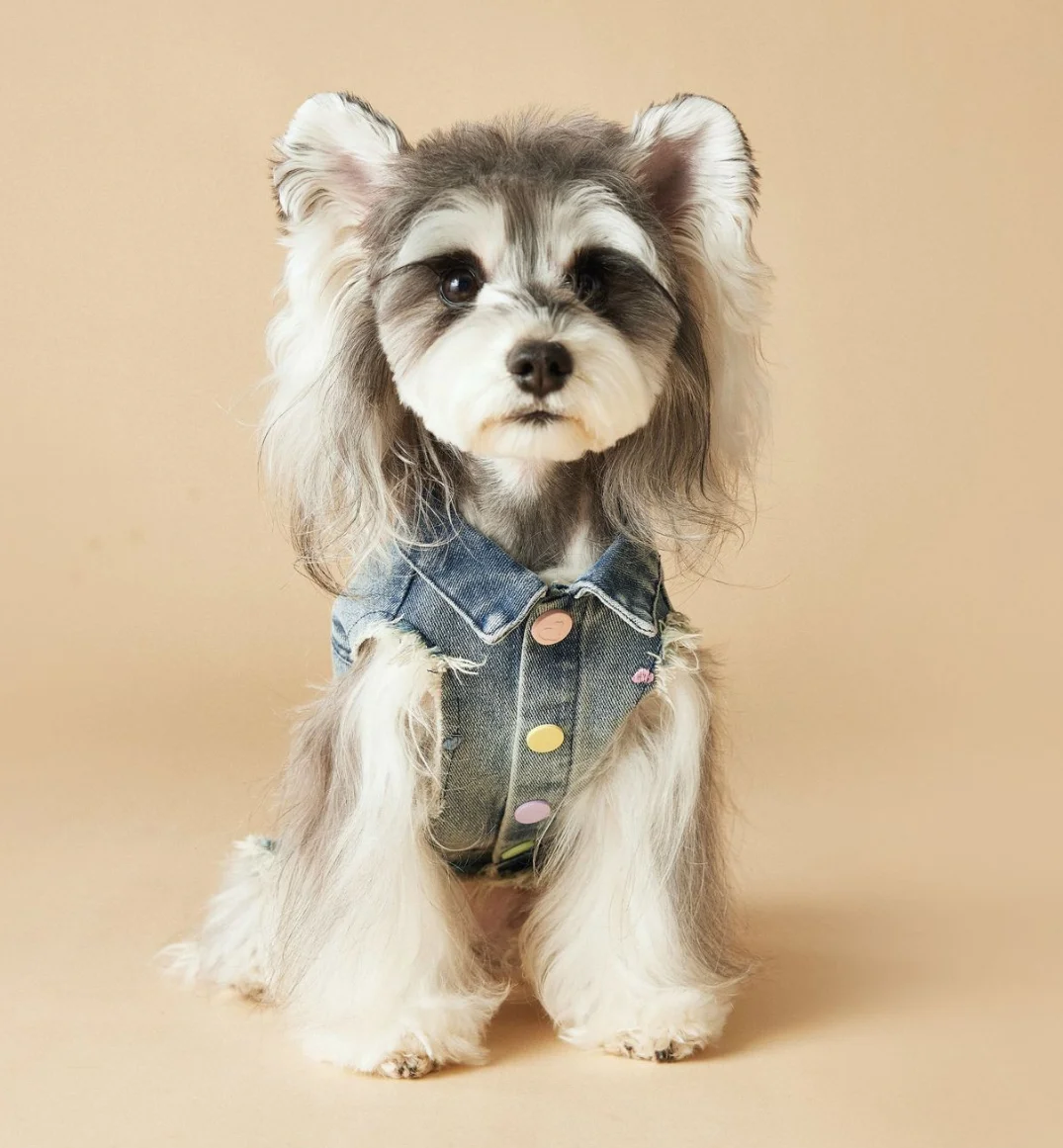 Sleeveless Cowboy Vest for Dogs, Tony Bears Dog Tank Top, Teddy, Schnauzer Bears, Marquis, Love, Spring, Summer, New