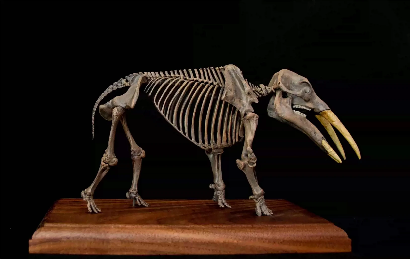 Gomphotherium Skeleton