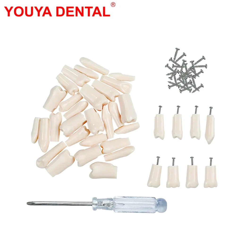 28/32pcs Dental Teeth Model For Dental Technician Practice