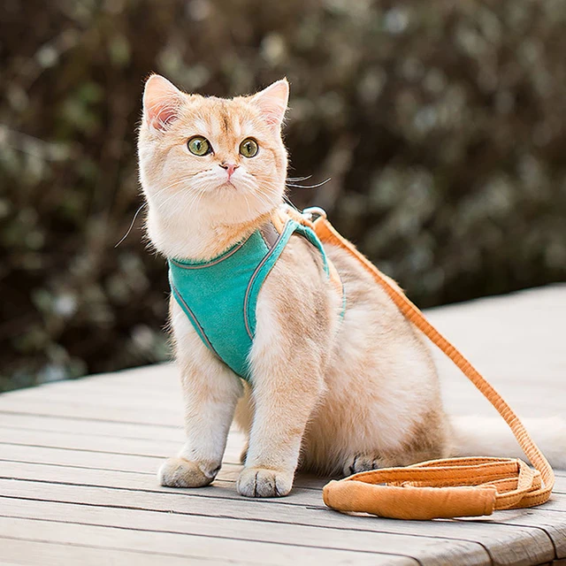 CAT SCHOOL Cat Harness and Leash Set for Outdoor Walks, Training, and  Travel - Secure, Soft, Comfortable Cat Vest Harness with 10' Long Cat Leash  