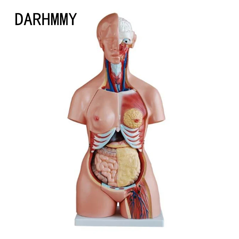 

DARHMMY Human Torso Body Model 85CM Tri-sex Torso 21 Parts Anatomy Anatomical Medical Model Internal Organs For Teaching