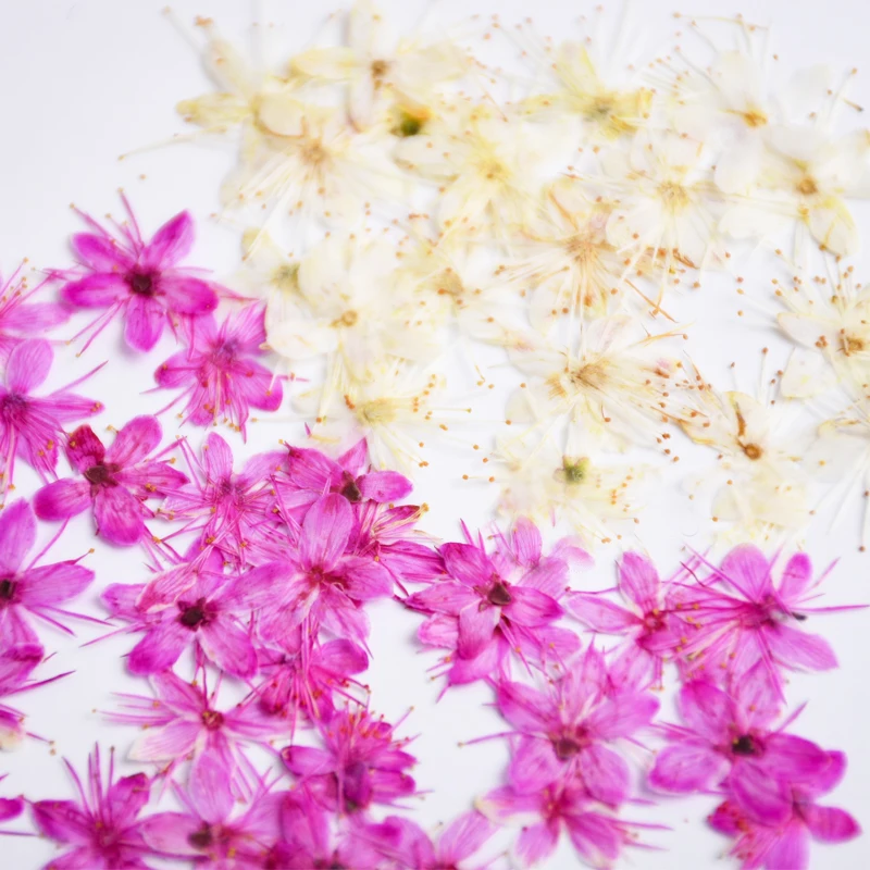 

Прессованный цветок сандалового дерева для детей, свадебное украшение, Подарочная открытка, класс ручной работы, 120 шт.