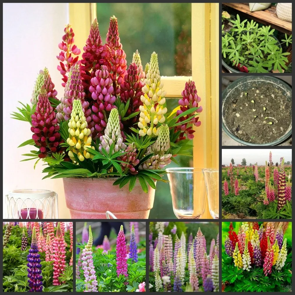 10PCS Colorful &quot; Lupinus micranthus Guss &quot; Fleshy Rose Incense Nature Plants Fresh Succulent Flowers Incense