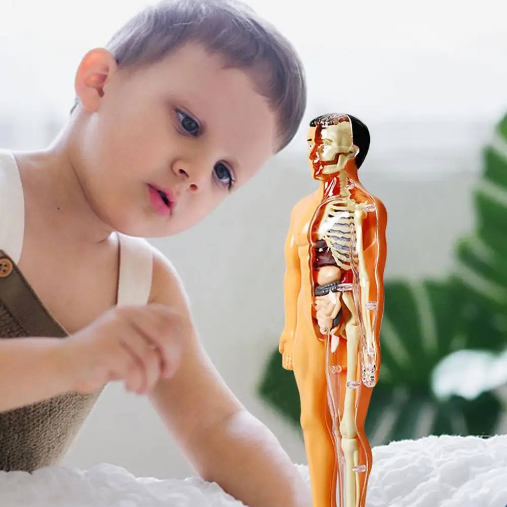 DIY Mannequin 3D Human Body Model Torso Model Educational Assembly Early Learning Kids Toys Skeleton Anatomy Organ Teaching Tool 3