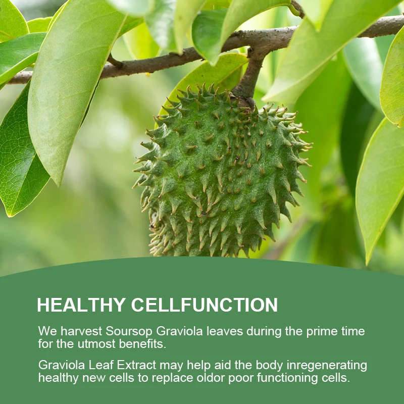 Soursop Graviola Capsules Support Emotional health Sterilize & Strengthen immunity soursop supplement