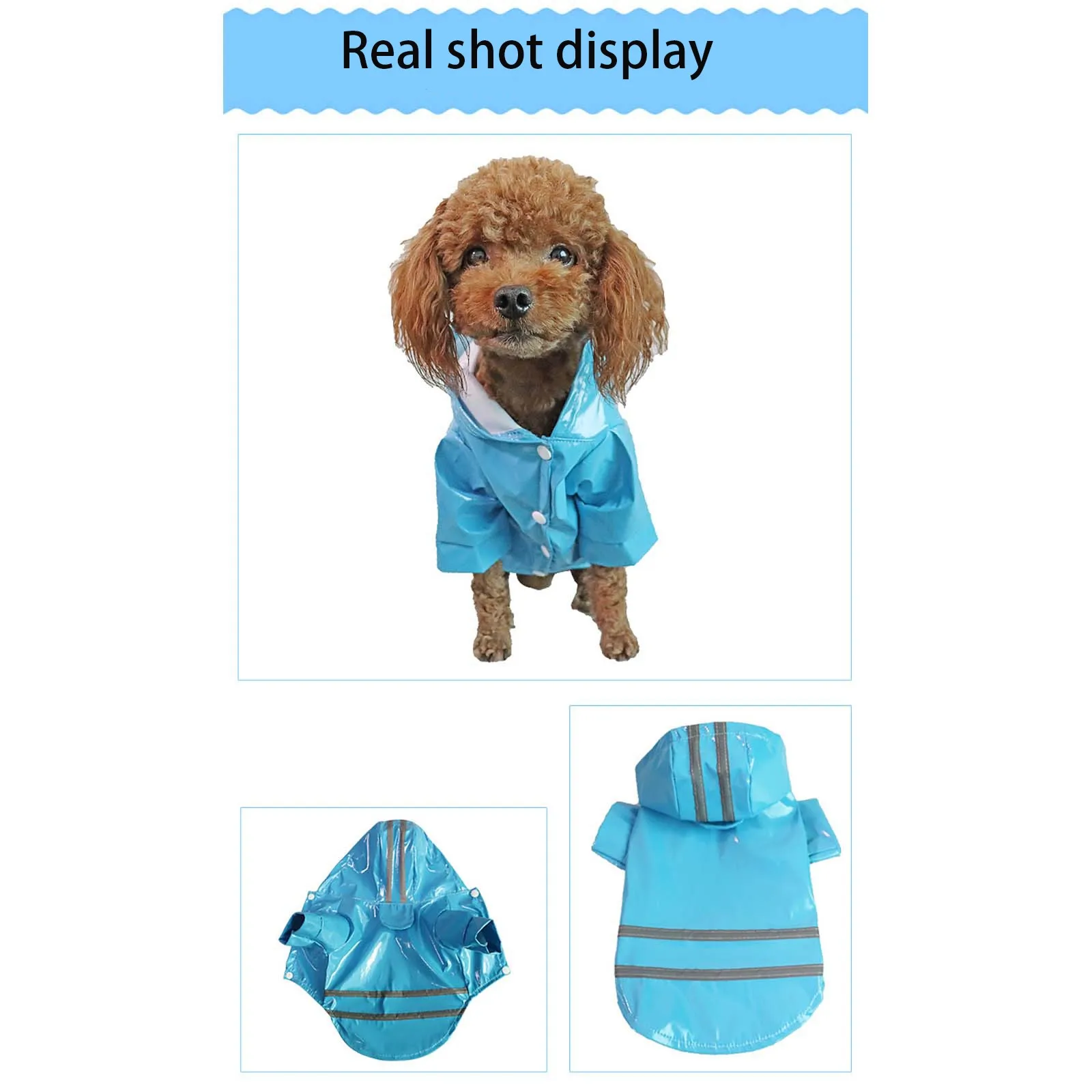 Dog wearing the high visibility raincoat with full-coverage hood and leash hole.
