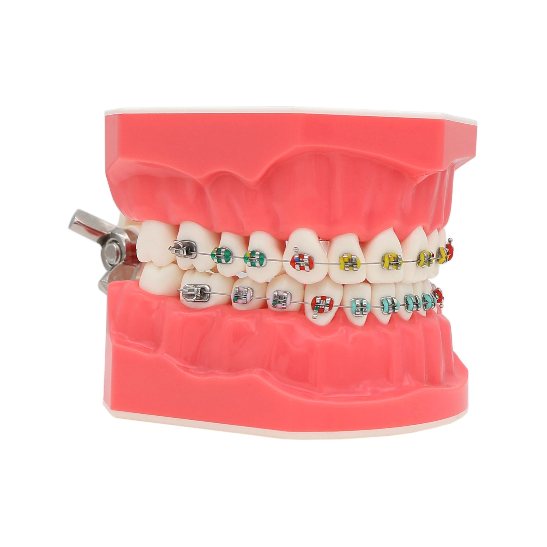 

Dental Typodont Orthodontic Teeth Model M7010-2 with Metal Brackets Braces