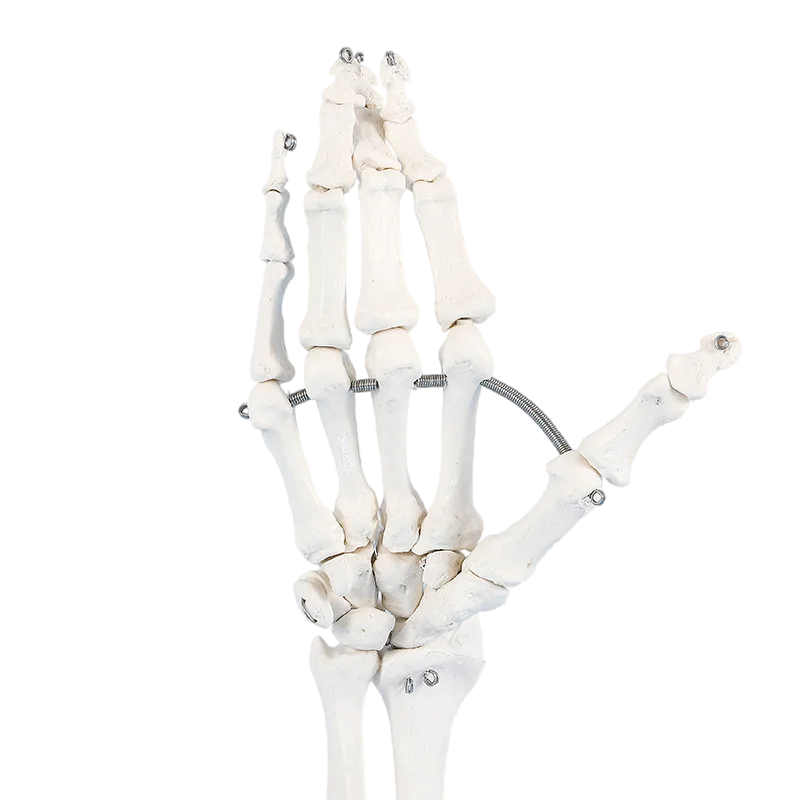 1:1 Size Human Hand Joint Model Hand Skeleton Bone Wrist Vola Palms Skeleton Model Medical Science Teaching Supplies