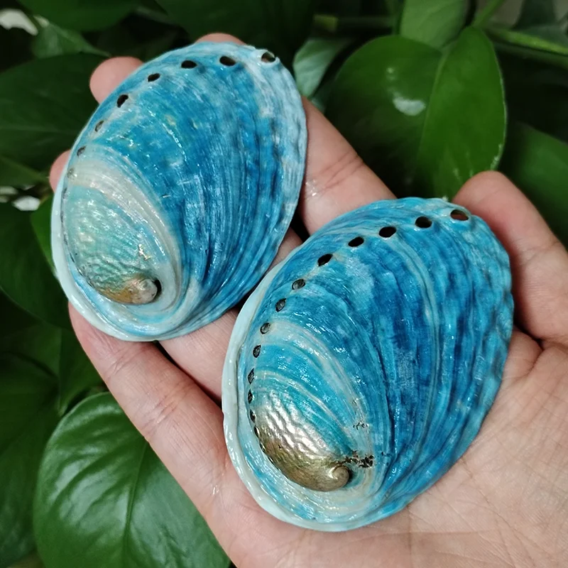 Collana Con Ciondolo Nota Musicale In Conchiglia Abalone – Iridescente Naturale – Catena 45,7 Cm – Regalo Per Musicisti