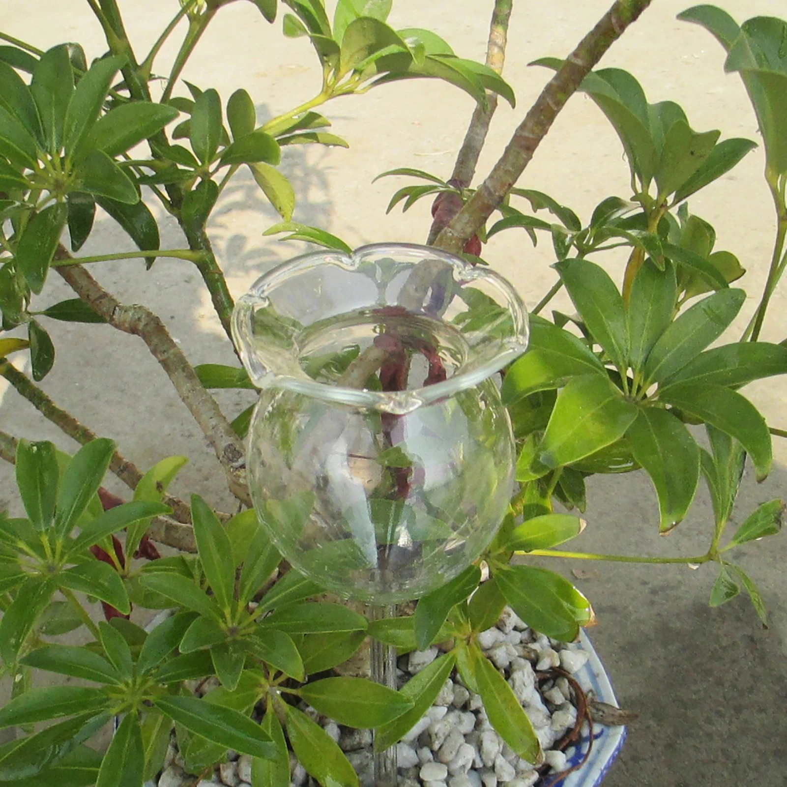 Globes d'arrosage pour Plantes, Ampoules en Verre pour Plantes à Dispositif