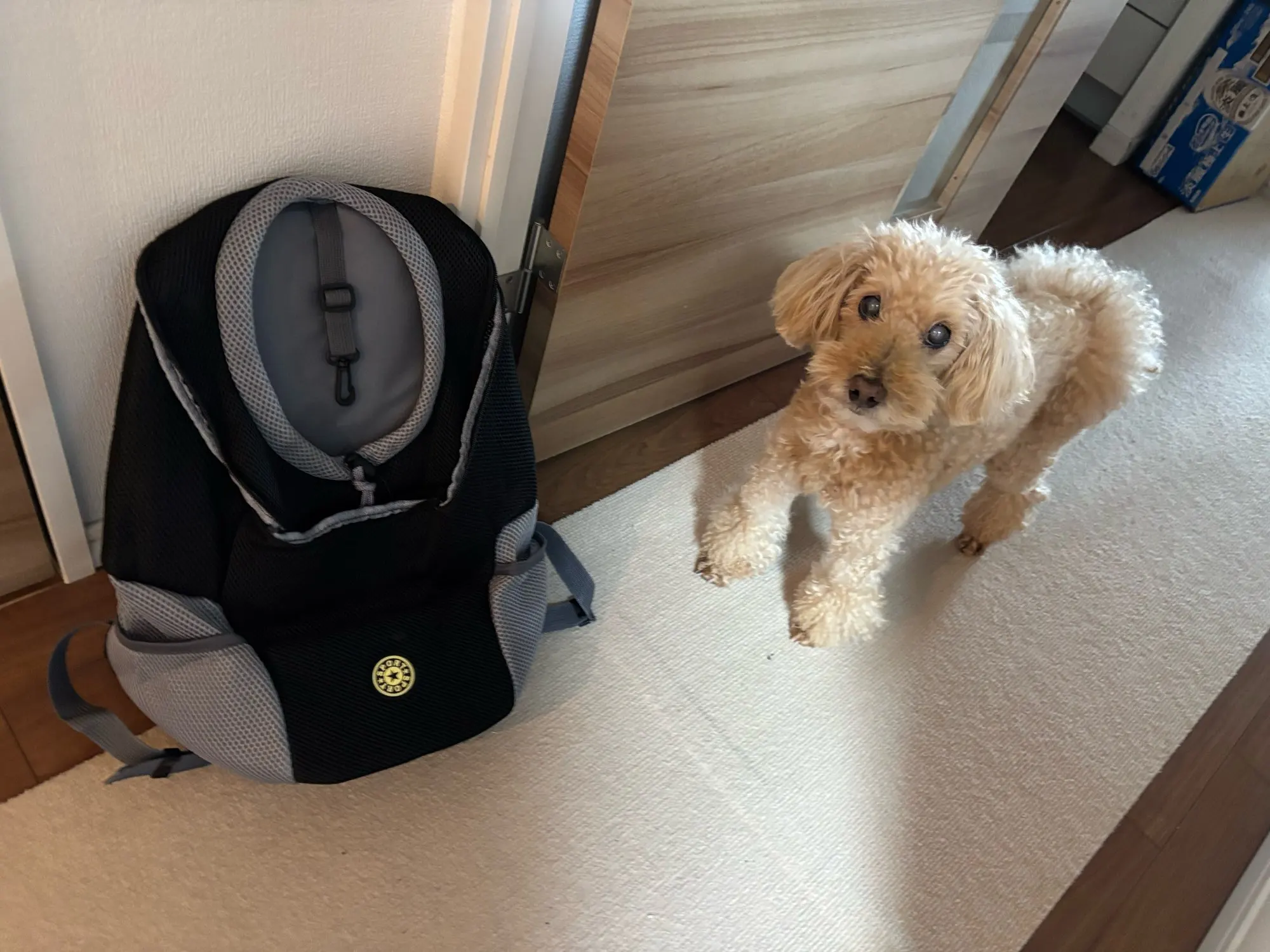 Outdoor Pet Dog Carrier photo review