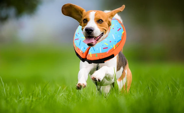 Dog Donut Dog Neuter Cone Alternative Best Collar For Neutered Dog