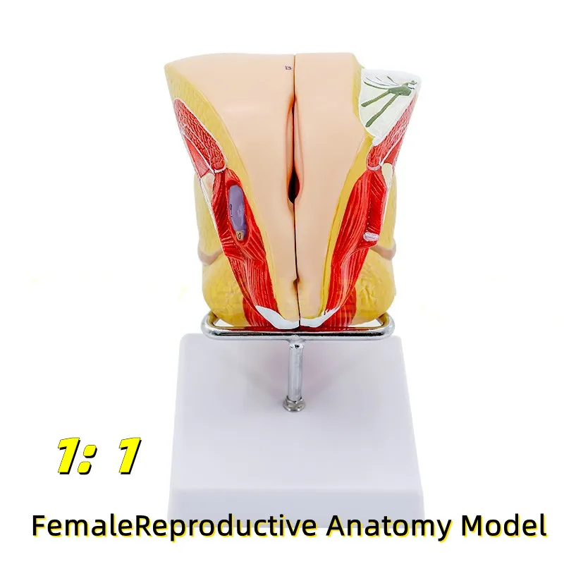 

1:1 Female Reproductive Anatomy Model, female internal and external reproductive system model, uterine anatomy model