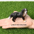 Bernese Mountain Dog