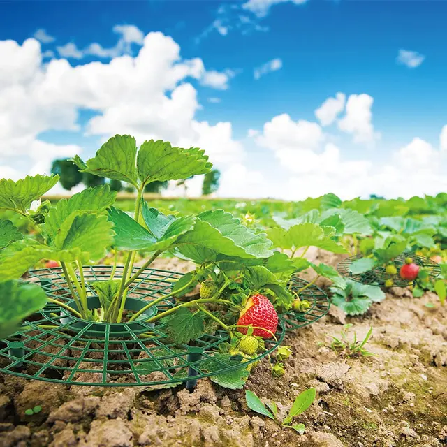 5/10/20Db Strawberry Támogatja A Gyümölcs Zöldségtermesztési Állvány Szamóca Tartóját, Hogy Megemelje Gyümölcsöket, Elkerülje Föld Rothadását - Image 5