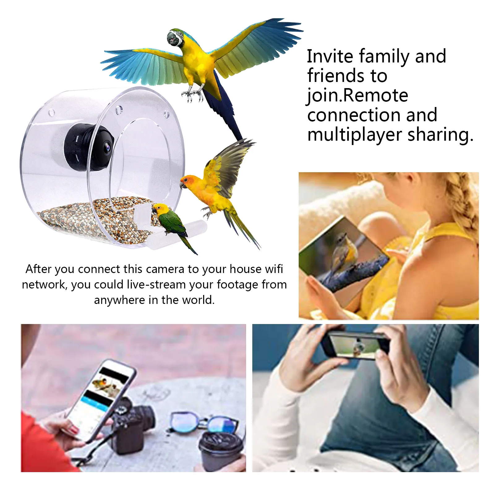 watch birds feeding from your phone