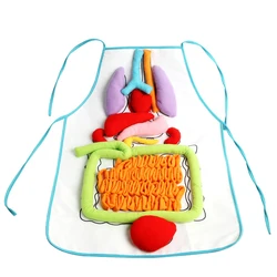3d órgão avental anatomia avental corpo humano órgãos ferramenta de consciência brinquedo pré escolar casa ajuda ensino para crianças cognitivo modelo brinquedo