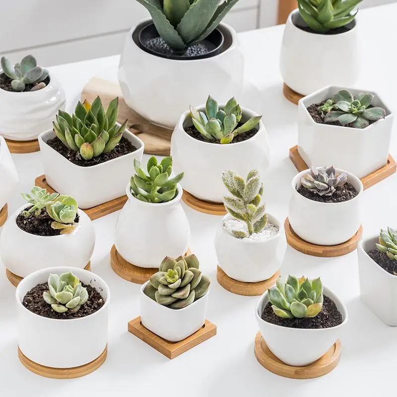 Perfume Shower Gel Shampoo Tray Oval Bamboo Wood Plant Tray Bathroom Kitchen Supplies Mini Plant Pot Holder Multifunctional storage tray kitchen tray bamboo organizer tray