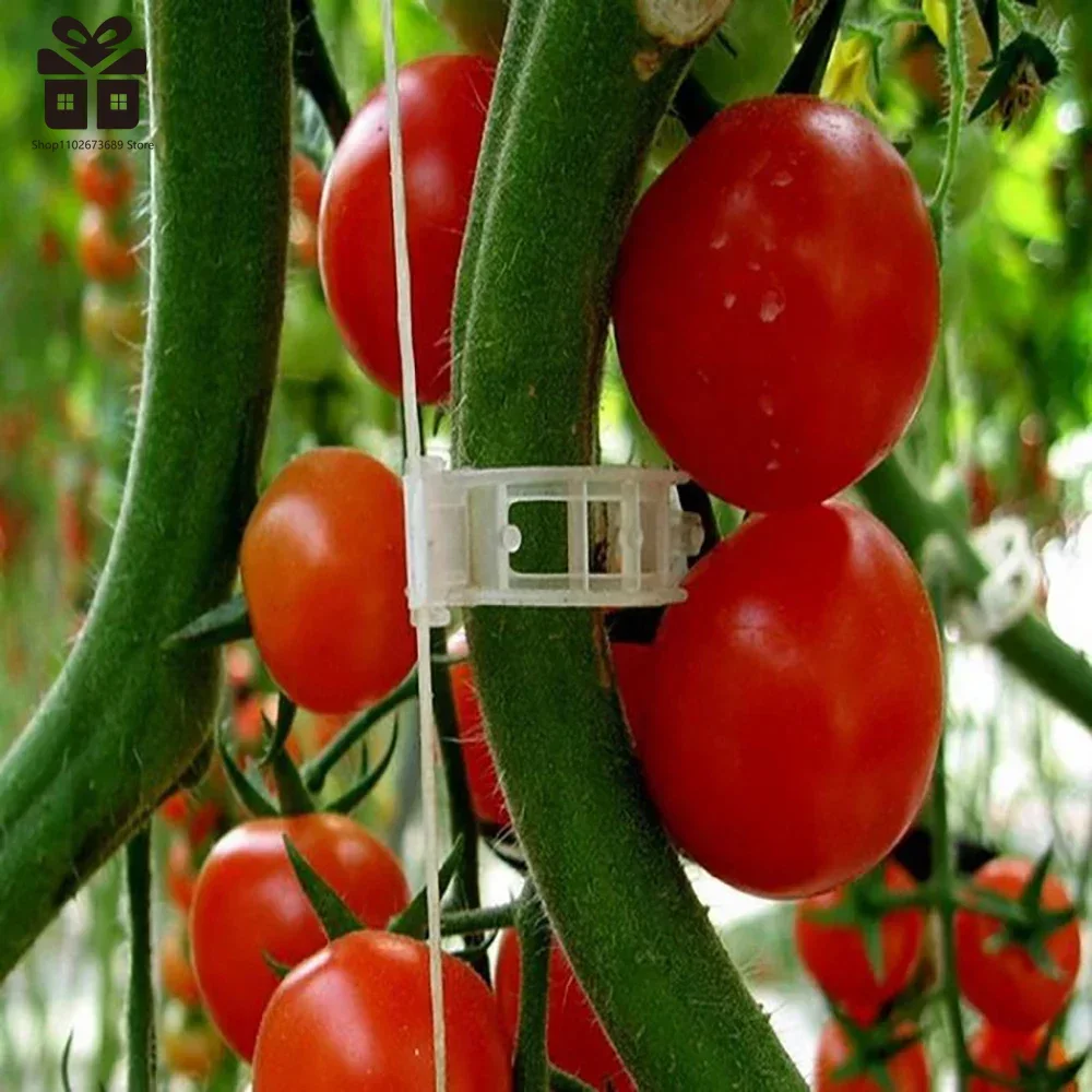 150/50Pcs Plastic Plant Clips Reusable Plant Vine Protection Grafting Fixing Tool for Vegetable Tomato Garden Supplies