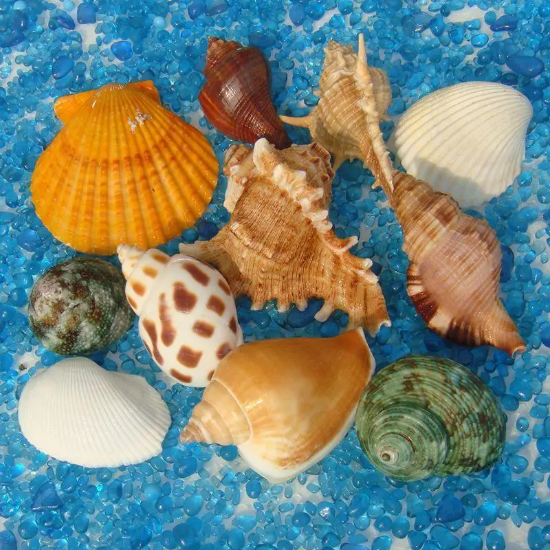 Les tableaux de coquillages de l'Institut des Sciences naturelles | IRPA Les tableaux de coquillages de l'Institut des Sciences naturelles | IRPA