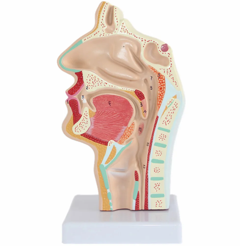 

Model Nasal Anatomy Anatomical Human Head Throat Nose Medical Teaching Cavity Study Scientific Oral Half Pharynx Section Mod