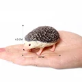 Four-Toed Hedgehog C