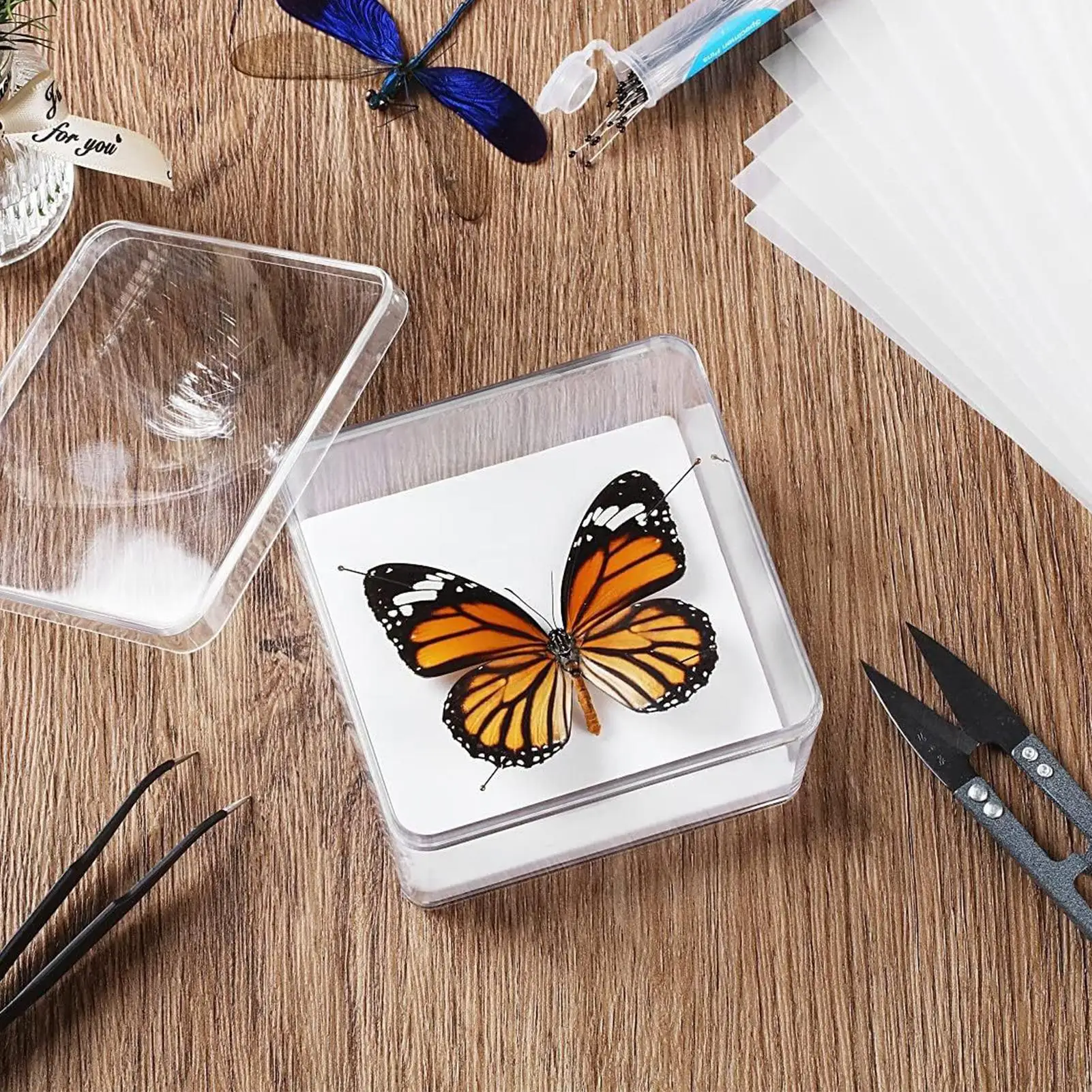 Insect Specimen Making Tool Insect Pin Wing Plate DIY Butterfly Specimen Tools Specimen Display Accessories Set for Butterfly 2