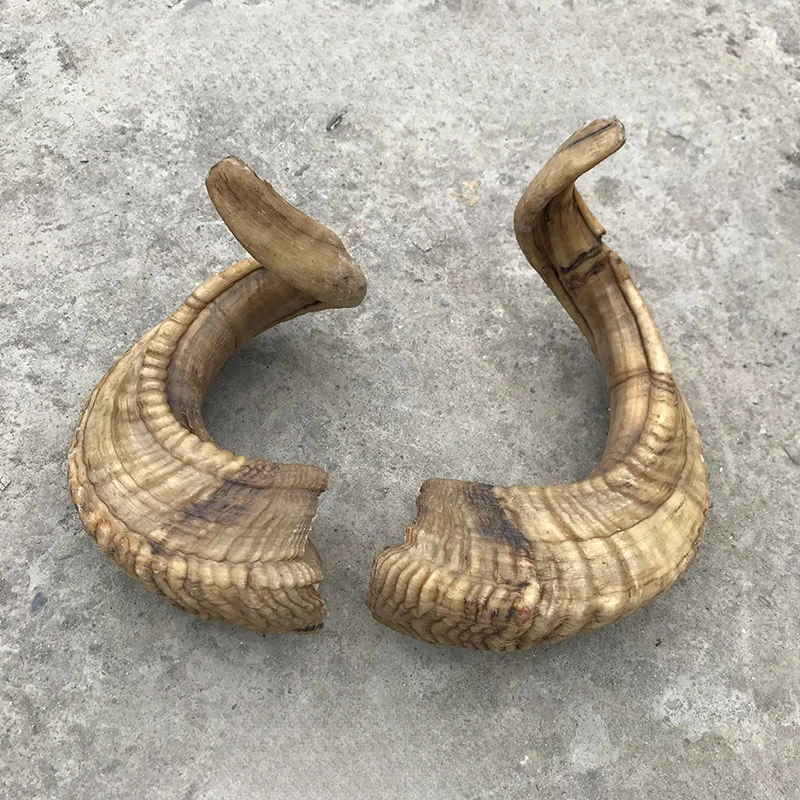 Corno Di Pecora Materia Prima Raschiatura Bordo Corno Di Pecora Pettine Materia Prima Corno Di Capra Materia Prima Medicina Tradizionale Cinese