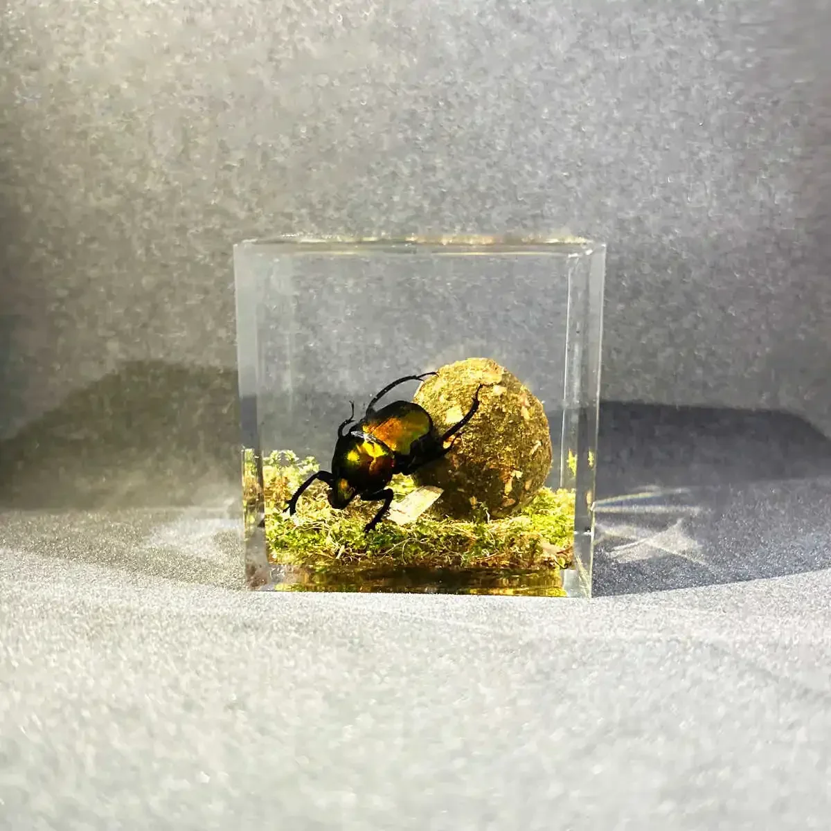 Resin Epoxy Real Dung Beetle Specimen Insect Taxidermy Acrylic Clear Resin Dung Beetle Insect Sample Bug Collection House Decor 4