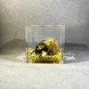 Resin Epoxy Real Dung Beetle Specimen Insect Taxidermy Acrylic Clear Resin Dung Beetle Insect Sample Bug Collection House Decor 4
