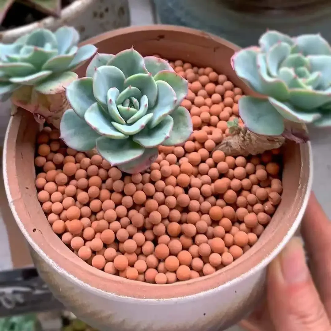 500g Organic Light Large Ceramsite Organic Clay Pebbles Grow Media Orchids Hydroponics Aquaculture Garden Flowers Planting