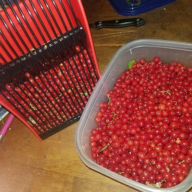 Szuper Praktikus Sárga Bogyós Picker Műanyag Fésű Alakú Áfonya Gerinék Betakarításához Gyümölcsök Szedése Gyógyszeres Mezőgazdasági Kellékek - Image 3