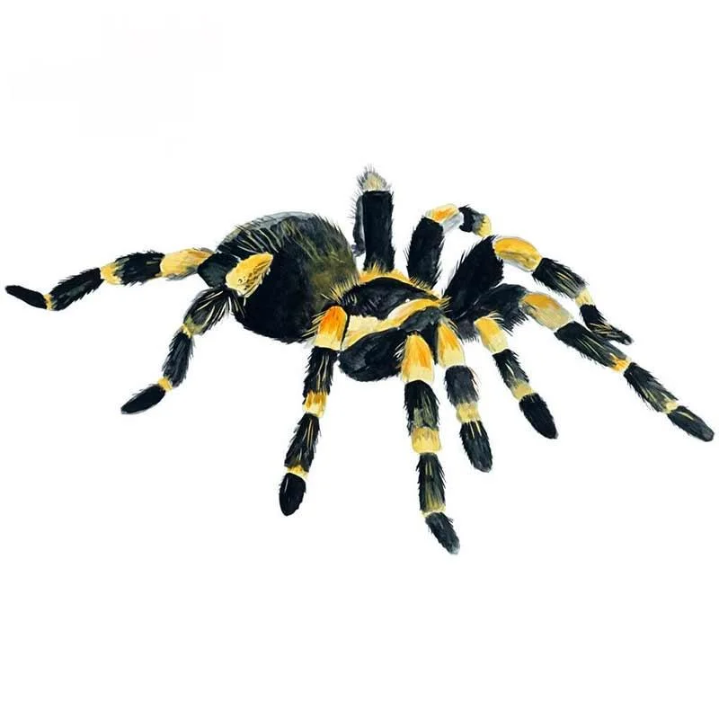 

M509# Orange Knee Tarantula Spider Arachnid Waterproof Vinyl Decal Car Accessories Decor Pegatinas Para Coches