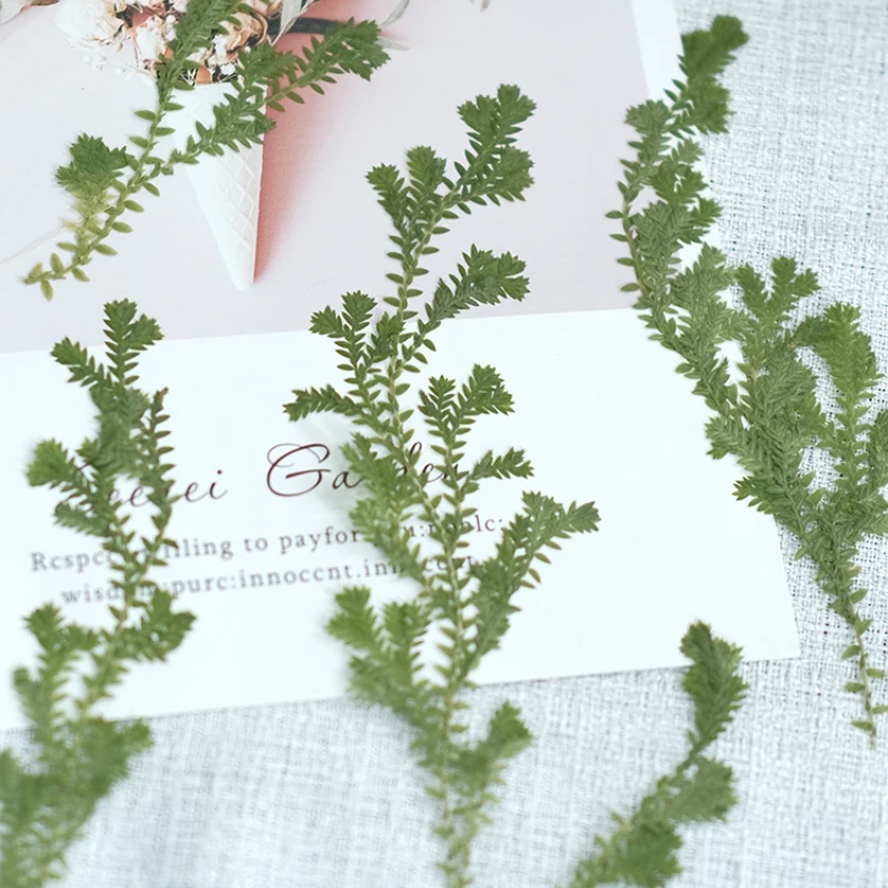 Natur grünes Gras gepresste Blume DIY Pflanze Fotorahmen Lesezeichen Duftkerze Tischlampe Epoxidharz Trockenblume Handyhülle, 12 Stück – Detail 4