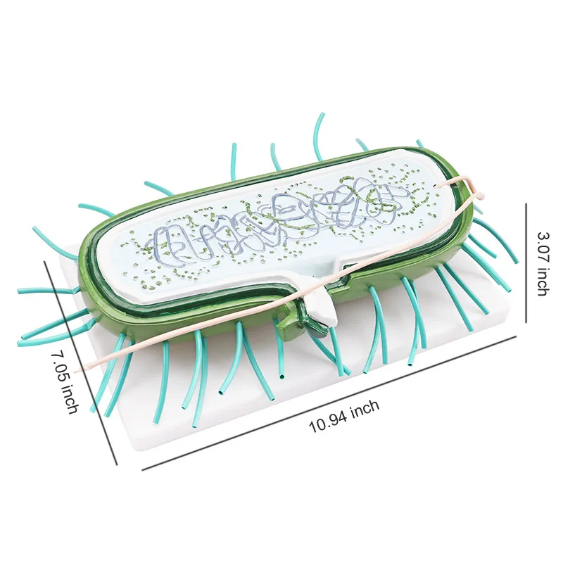 

Лабораторная модель вируса для обучения, 29,5*19,5*9 см, детализированное обучающее оборудование