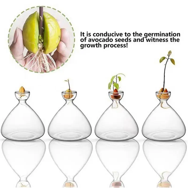Avocado Seed Starter Vase Transparent Glass Vase Vase for Growing Plant Glass Seed Growing Kit for Gardening Lovers 5